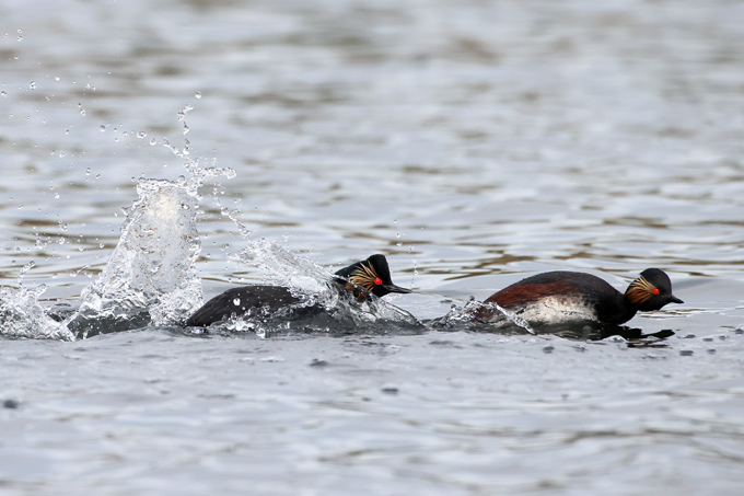 Schwarzhalstaucher, Black-necked grebe (<em>Podiceps nigricollis</em>)