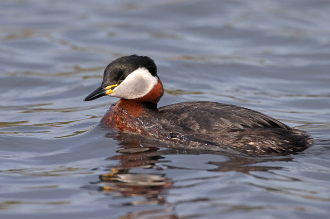 Rothalstaucher, Red-necked grebe (<em>Podiceps grisegena</em>)