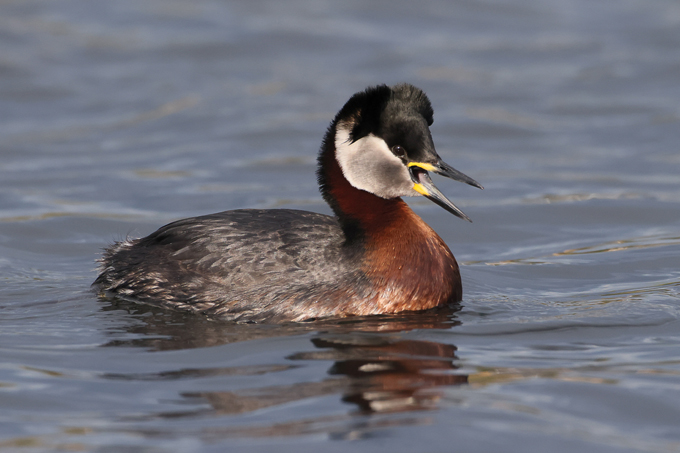 Rothalstaucher, Red-necked grebe (<em>Podiceps grisegena</em>)
