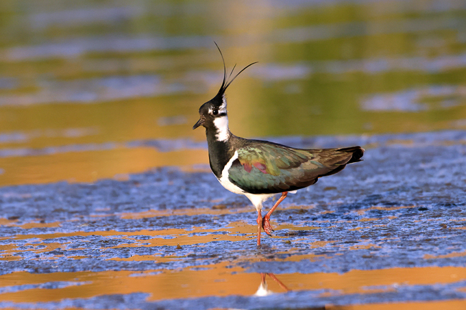Kiebitz, Northern lapwing (<em>Vanellus vanellus</em>)