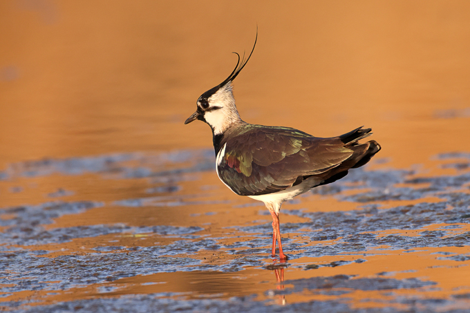 Kiebitz, Northern lapwing (<em>Vanellus vanellus</em>)