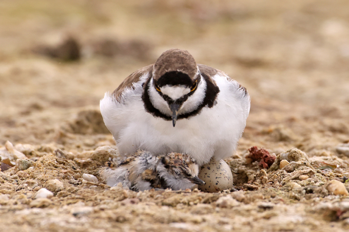 Flussregenpfeifer, Little ringed plover (<em>Charadrius dubius</em>)
