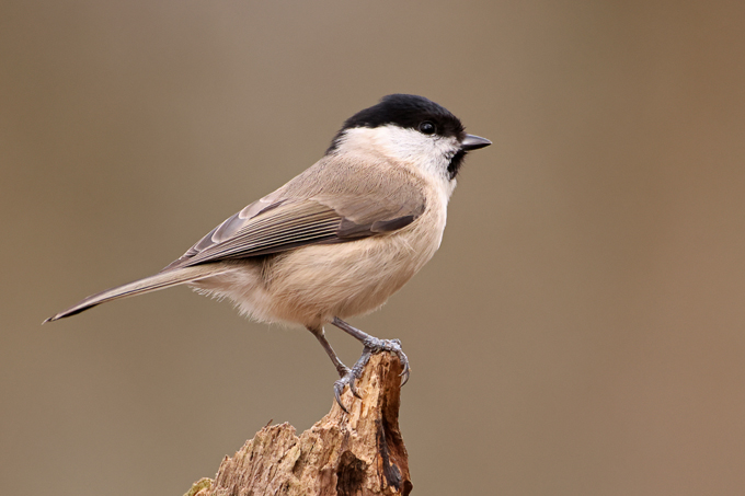 Sumpfmeise, Marsh tit (<em>Poecile palustris</em>)