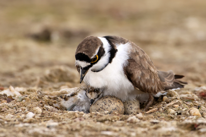Flussregenpfeifer, Little ringed plover (<em>Charadrius dubius</em>)