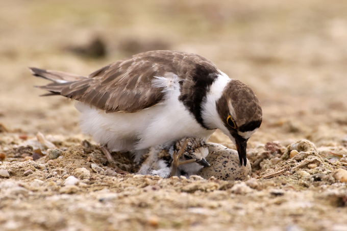 Flussregenpfeifer, Little ringed plover (<em>Charadrius dubius</em>)