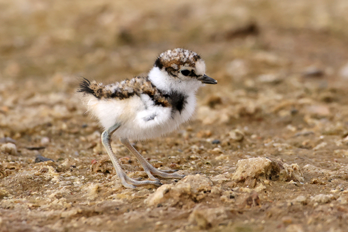 Flussregenpfeifer, Little ringed plover (<em>Charadrius dubius</em>)