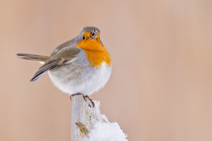 Rotkehlchen, European robin (<em>Erithacus rubecula</em>)