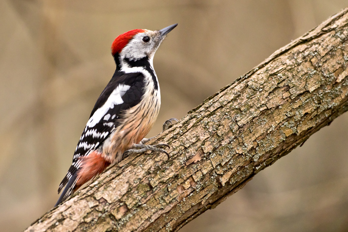 Mittelspecht, Middle spotted woodpecker (<em>Leiopicus medius</em>)