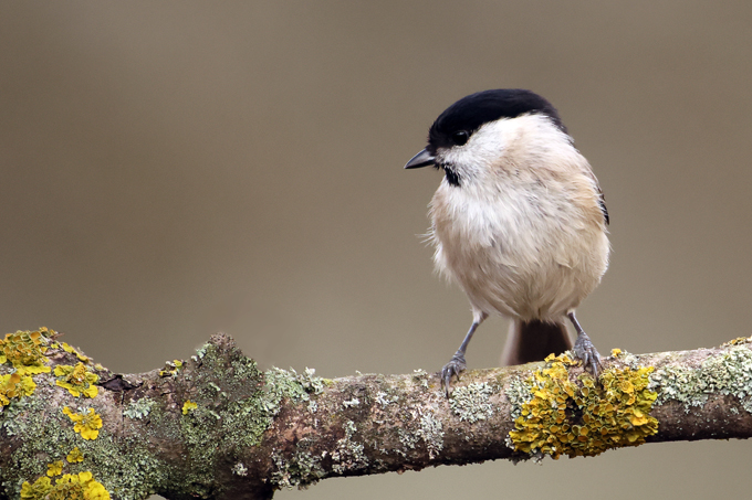 Sumpfmeise, Marsh tit (<em>Poecile palustris</em>)