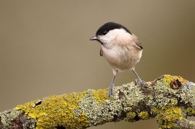 Sumpfmeise, Marsh tit (<em>Poecile palustris</em>)
