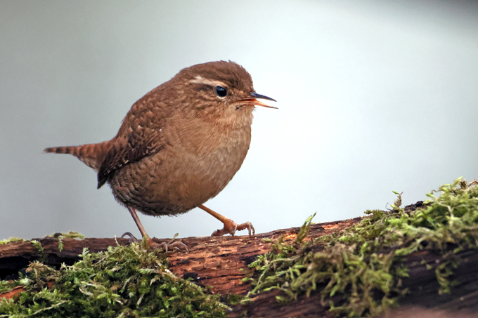 Zaunkoenig, Eurasian wren (<em>Troglodytes troglodytes</em>)