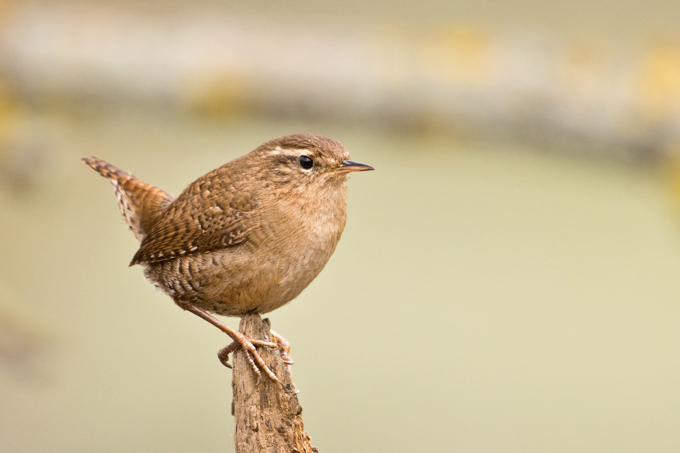 Zaunkoenig, Eurasian wren (<em>Troglodytes troglodytes</em>)