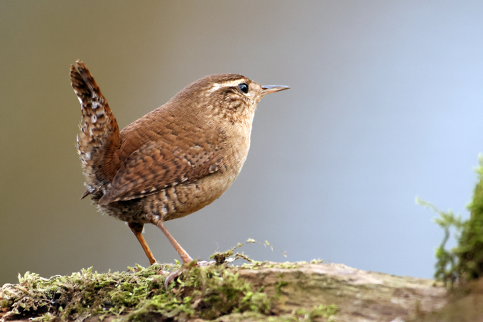 Zaunkoenig, Eurasian wren (<em>Troglodytes troglodytes</em>)