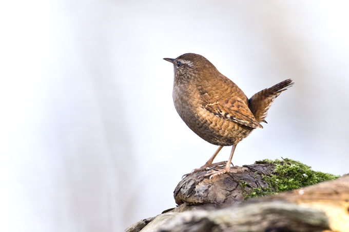 Zaunkoenig, Eurasian wren (<em>Troglodytes troglodytes</em>)