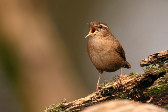 Zaunkoenig, Eurasian wren (<em>Troglodytes troglodytes</em>)