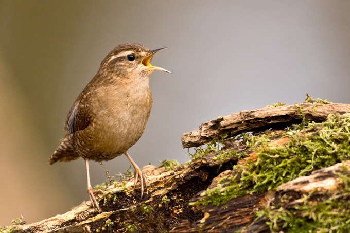 Zaunkoenig, Eurasian wren (<em>Troglodytes troglodytes</em>)