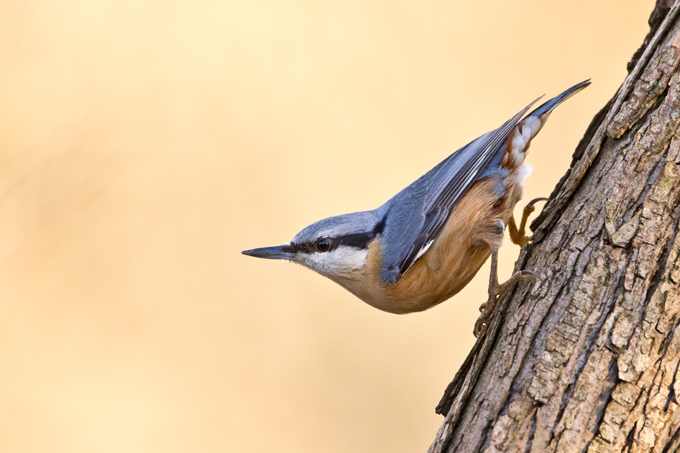 Kleiber, Eurasian nuthatch (<em>Sitta europaea</em>)