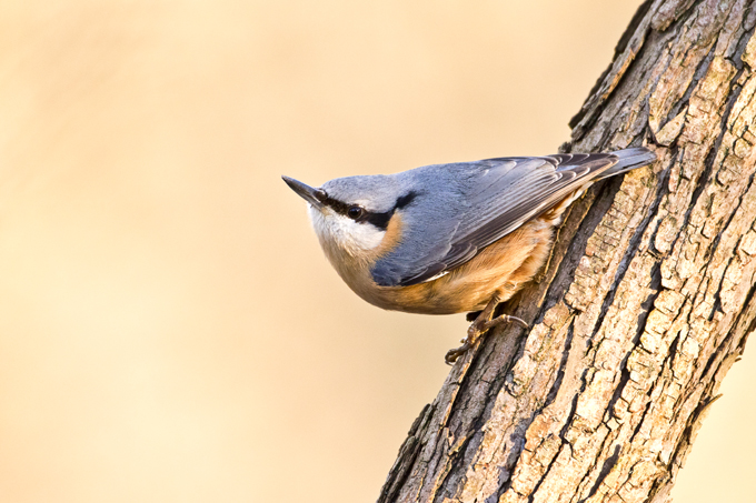 Kleiber, Eurasian nuthatch (<em>Sitta europaea</em>)