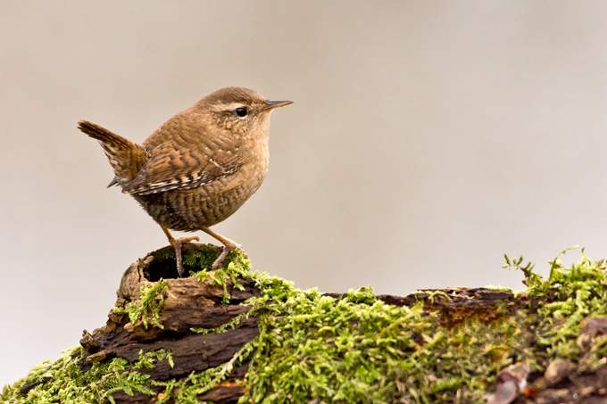 Zaunkoenig, Eurasian wren (<em>Troglodytes troglodytes</em>)