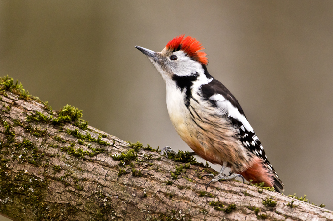 Mittelspecht, Middle spotted woodpecker (<em>Leiopicus medius</em>)