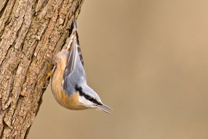 Kleiber, Eurasian nuthatch (<em>Sitta europaea</em>)