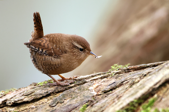 Zaunkoenig, Eurasian wren (<em>Troglodytes troglodytes</em>)
