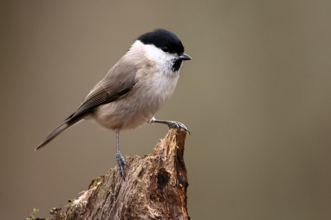 Sumpfmeise, Marsh tit (<em>Poecile palustris</em>)