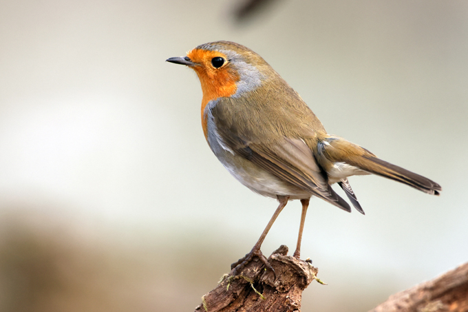 Rotkehlchen, European robin (<em>Erithacus rubecula</em>)
