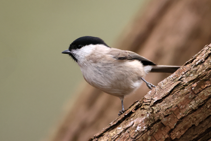 Sumpfmeise, Marsh tit (<em>Poecile palustris</em>)