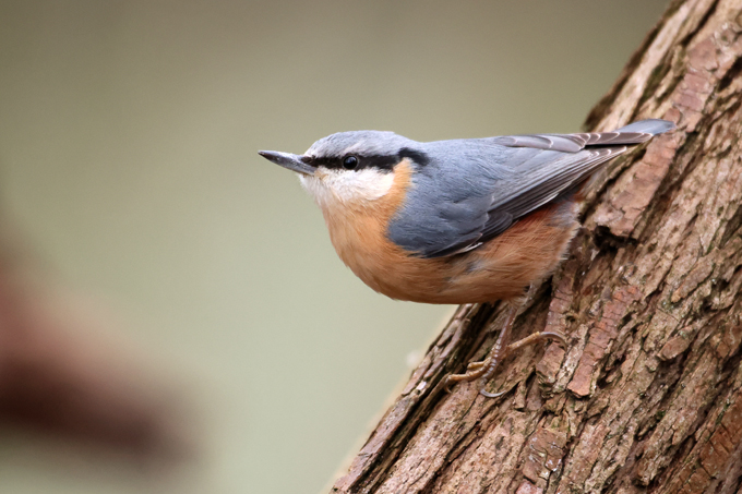Kleiber, Eurasian nuthatch (<em>Sitta europaea</em>)