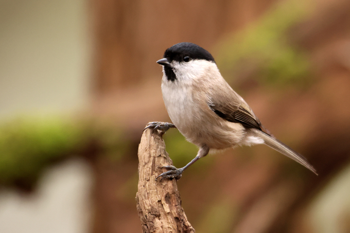 Sumpfmeise, Marsh tit (<em>Poecile palustris</em>)