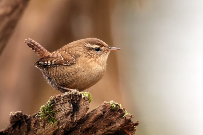Zaunkoenig, Eurasian wren (<em>Troglodytes troglodytes</em>)