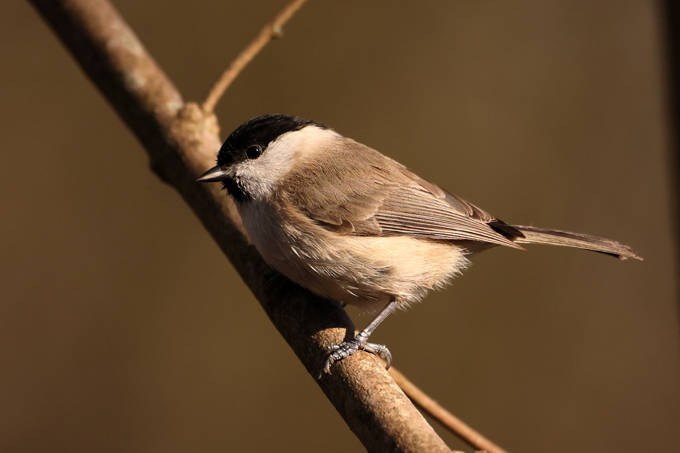 Sumpfmeise, Marsh tit (<em>Poecile palustris</em>)