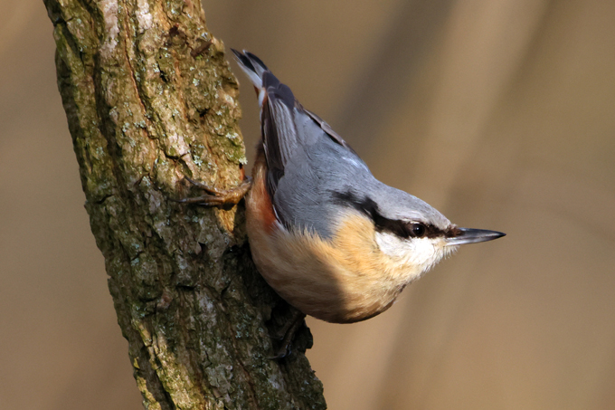 Kleiber, Eurasian nuthatch (<em>Sitta europaea</em>)