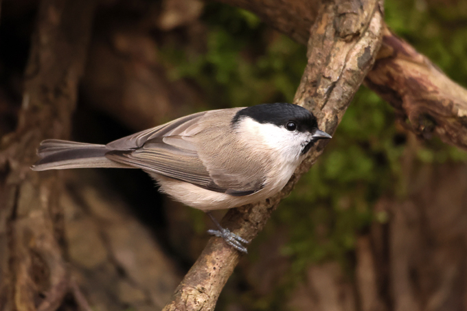 Sumpfmeise, Marsh tit (<em>Poecile palustris</em>)