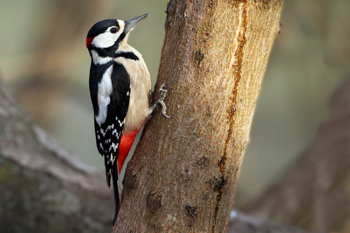 Buntspecht, Great spotted woodpecker (<em>Dendrocopos major</em>)