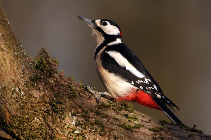 Buntspecht, Great spotted woodpecker (<em>Dendrocopos major</em>)