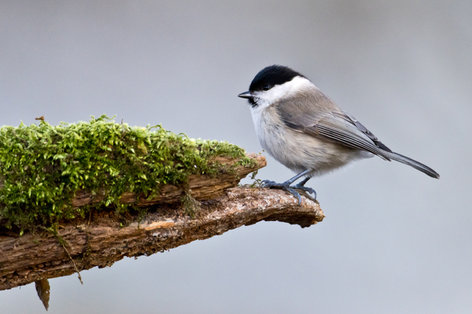 Sumpfmeise, Marsh tit (<em>Poecile palustris</em>)