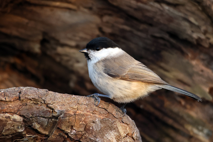 Sumpfmeise, Marsh tit (<em>Poecile palustris</em>)