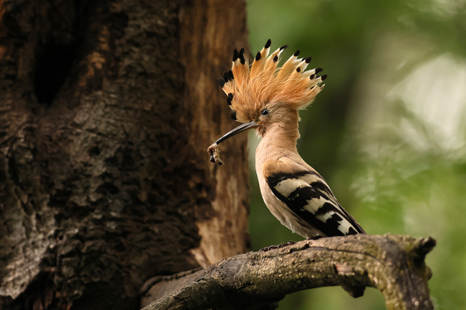 Wiedehopf, Eurasian hoopoe (<em>Upupa epops</em>)