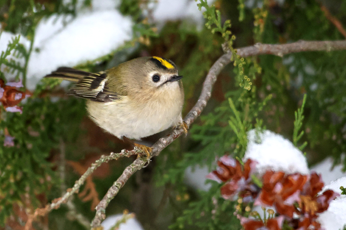 Wintergoldhähnchen, Goldcrest (<em>Regulus regulus</em>)