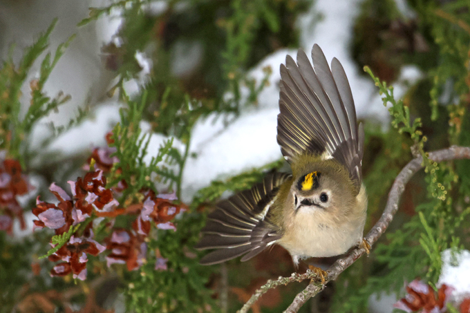 Wintergoldhähnchen, Goldcrest (<em>Regulus regulus</em>)