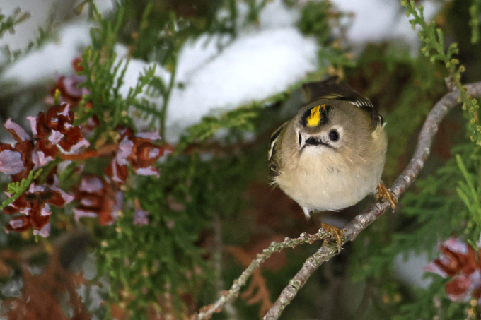 Wintergoldhähnchen, Goldcrest (<em>Regulus regulus</em>)
