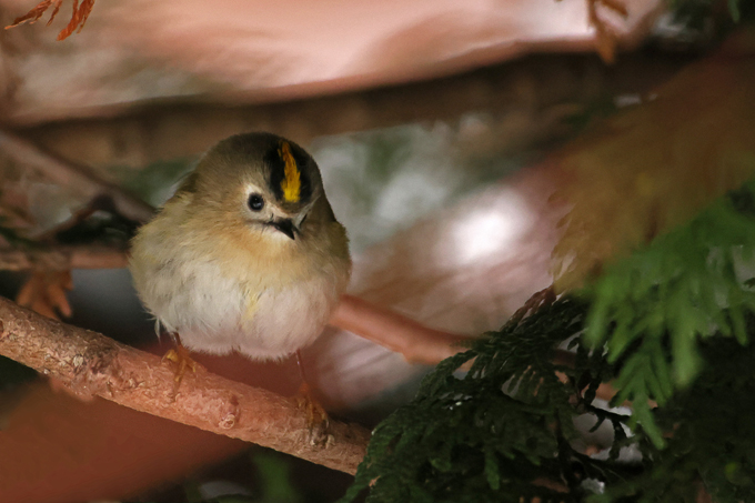 Wintergoldhähnchen, Goldcrest (<em>Regulus regulus</em>)