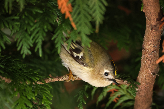Wintergoldhähnchen, Goldcrest (<em>Regulus regulus</em>)