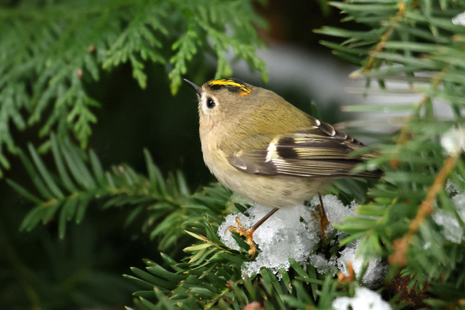 Wintergoldhähnchen, Goldcrest (<em>Regulus regulus</em>)