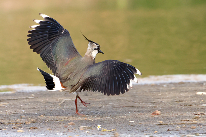 Kiebitz, Northern lapwing (<em>Vanellus vanellus</em>)