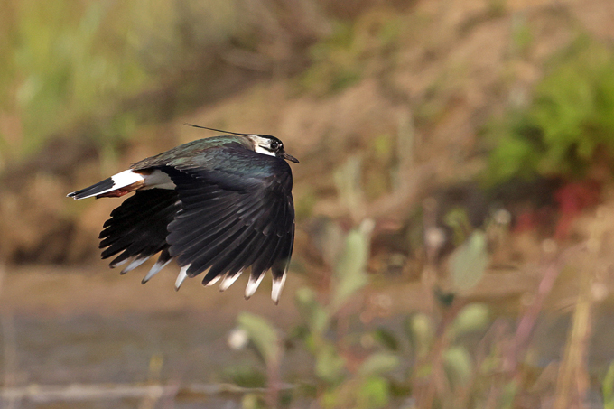 Kiebitz, Northern lapwing (<em>Vanellus vanellus</em>)