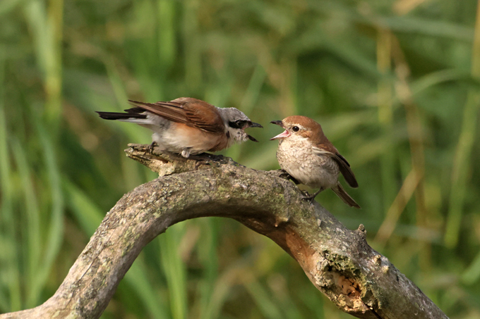 Neuntöter, Red-backed shrike (<em>Lanius collurio</em>)
