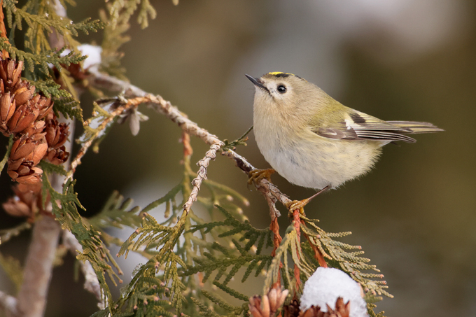 Wintergoldhähnchen, Goldcrest (<em>Regulus regulus</em>)